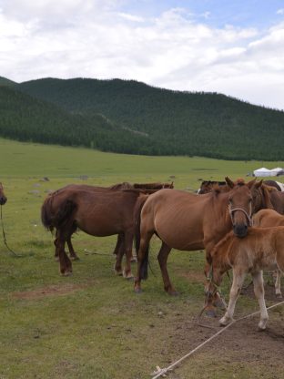 힐링 온천과 초원 여행 ♨️🌾 4D-CHT