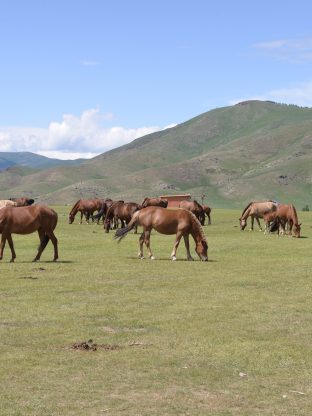 힐링과 모험의 조화 ♨️🏜️🏞️ 5D-CHOT